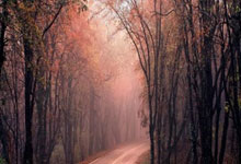 天涯论坛的爱情故事